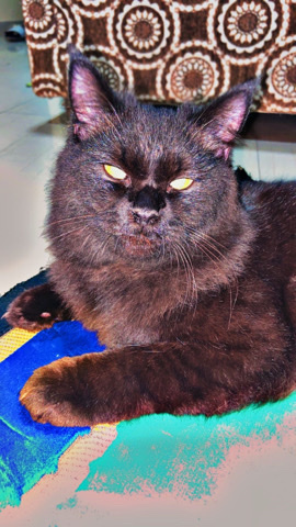 Persian (Traditional) – persain cat