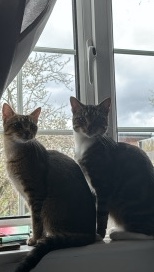 2 female mix breed cats for sale