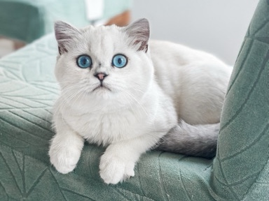 British Shorthair – Beautiful British short hair – Cupertino