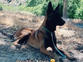 Belgian Shepherd Dog (Malinois) – Meet Adana – Beautiful, Smart, and Curious Malinois Ready for Her Forever Home