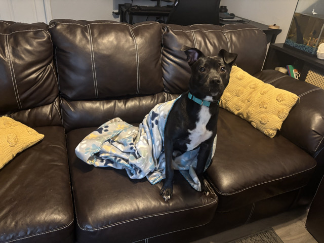 Jack Russell Terrier – Jake – Collegedale