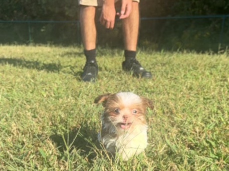Shih Tzu – Shih Tzu (Teacup)