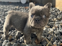 French Bulldog – Frenchie Fluffy
