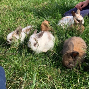 bunny rabbits