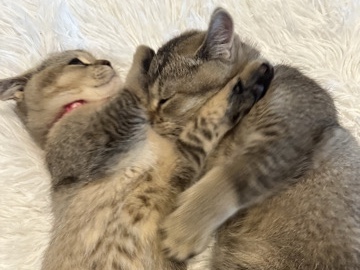 British Shorthair – BKH-Gold-Shaded – Berlin