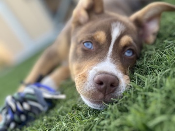Siberian Husky – 7-Month-Old Husky/Aussie Mix Puppy – San Diego