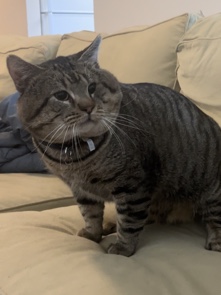 bonded pair stray cats
