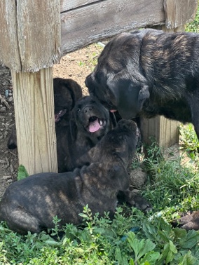 Cane Corso – low low price for full blood cane Corso puppies