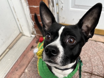 Boston Terrier – Small Rocketship Rehoming – New York
