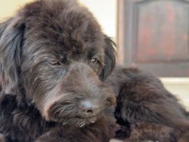 Maltipoo – maltipoo poodle – Abu Dhabi
