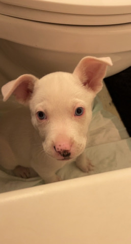 petshome%2Fadverts%2FMs1TuU2AholMACMJZlKj%2Fmain image