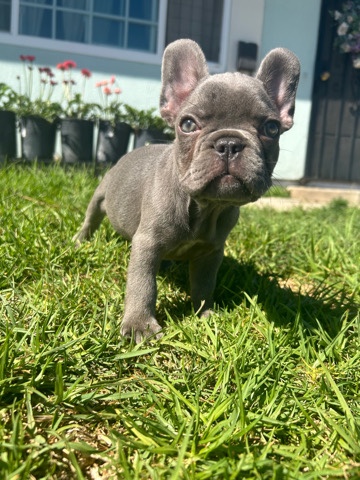French Bulldog – Blue Frenchie