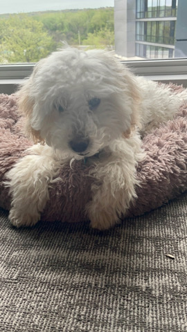 Poodle – 7 Month miniature poodle