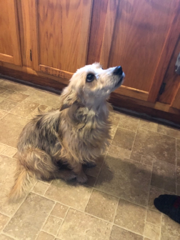 Yorkshire Terrier – Siri Needs A Home