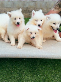 Samoyed – Adorable Samoyed Puppy for Sale – 2 Months Old in Ajman – Ajman
