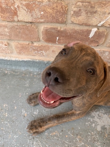 8 of Puppy Pitbull Blue nose