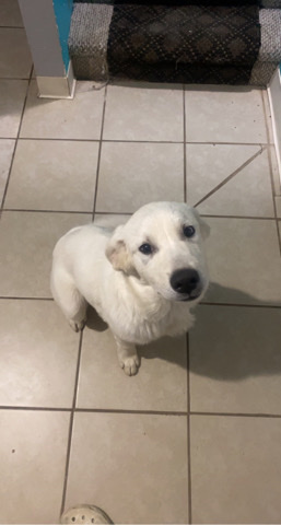 Great Pyrenees – Grwat Pyrenees