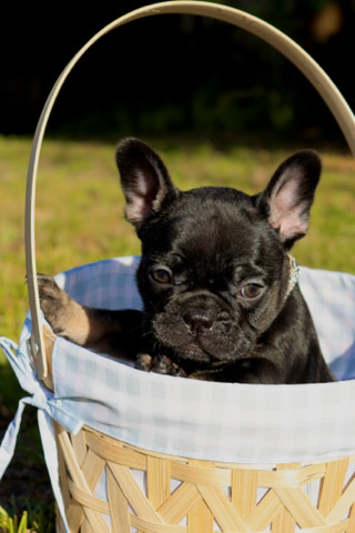 French Bulldog – Black and tan Micro French bulldog Girl