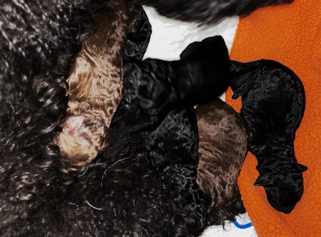 Poodle – std poodles