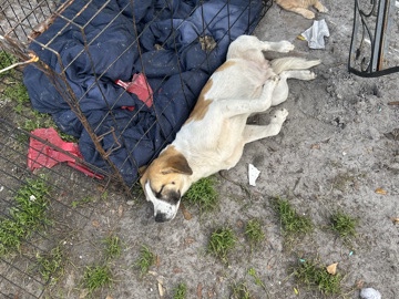 American Pit Bull Terrier – rehome – Jacksonville