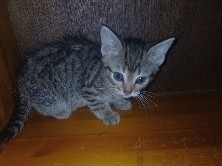 3 kittens looking for home – Merseyside