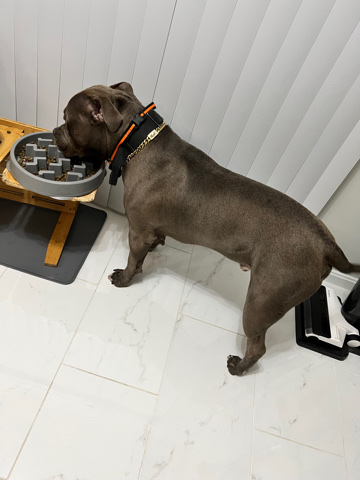 American Pit Bull Terrier – American Bully