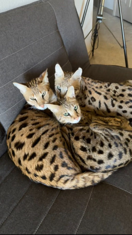 2 F1 Savannah Cats