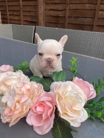 French Bulldog – Stunning, compact, healthy pups