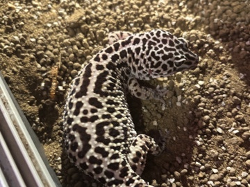 leopard geckos