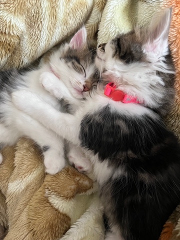 British Longhair – 2 british long hair tabby kittens for sale