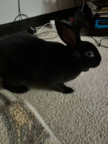 Rex – Rehoming