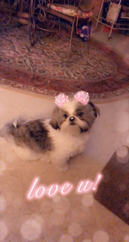 Shih Tzu – Shih Tzu For sale