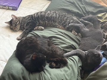 American Shorthair – 🐾 Urgent: Loving Home Needed for 3 Rescued Cats – Brownie, Po & Zeus 🐾 – Jersey City