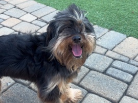 Yorkshire Terrier – Yorkie-Mix – Lawrenceville