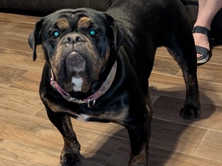 Olde English Bulldogge – Olde English Bulldogge – San Antonio