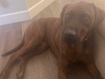 Perro de Presa Canario – AZENA NEEDS A HOME 🐾 – Aliso Viejo