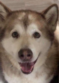 Siberian Husky – dog needs rehoming