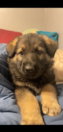 German Shepherd – German Shepard pup