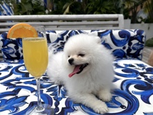 Pomeranian needs new home 