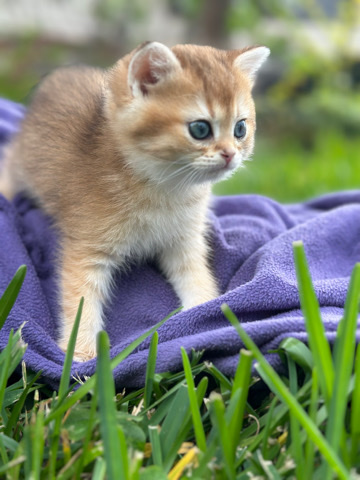British Shorthair – British shorthair girl