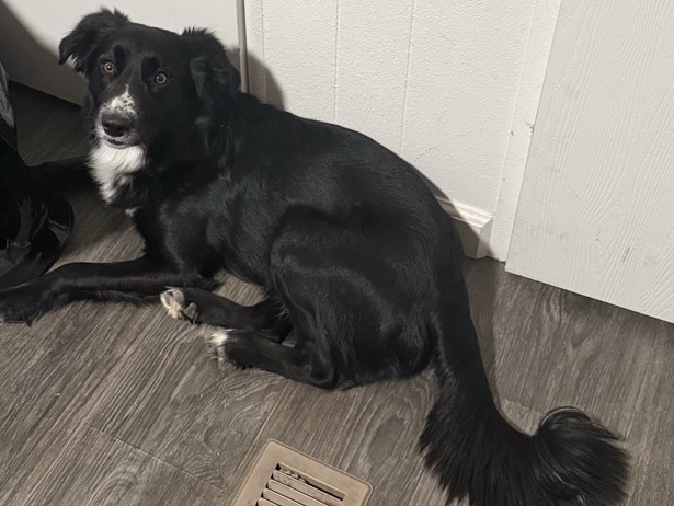Border Collie – Energetic Border Collie for Rehoming – 1.5 Years Old – Ridgecrest