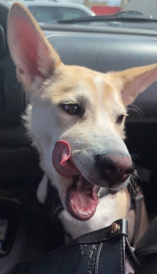 German Shepherd – Fox, Age 9 months – Aurora