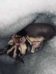 Sugar Glider