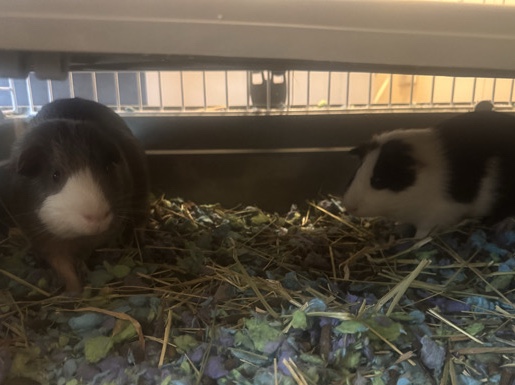 Guinea Pig – Bonded Pair of Male Guinea Pigs – Everything Included – DeKalb