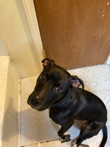 American Pit Bull Terrier – female pit puppy
