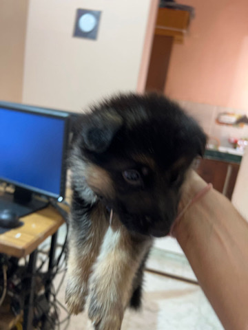 German Shepherd – home bred dobule coat german shepherds puppies