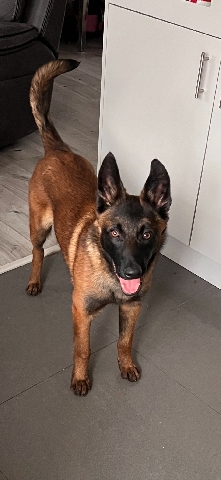 rambo