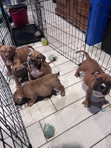 bullies pitbull’s