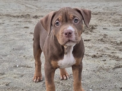 American Bulldog – American Bully pups – Bergen op Zoom