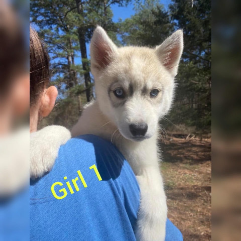Siberian Husky – AKC Siberian Husky puppies